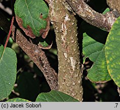 Actinidia chinensis var. chinensis (aktinidia chińska)