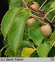 Actinidia polygama (aktinidia ussuryjska)