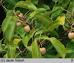 Actinidia polygama (aktinidia ussuryjska)