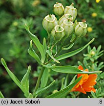 Alstroemeria aurea Orange King