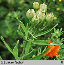 Alstroemeria aurea (alstremeria pomarańczowa)