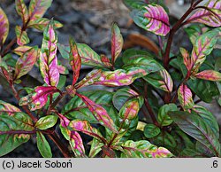 Alternanthera bettzickiana Versicolor