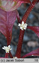 Alternanthera bettzickiana Versicolor