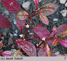 Alternanthera bettzickiana Versicolor