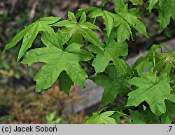 Liquidambar styraciflua (ambrowiec amerykański)