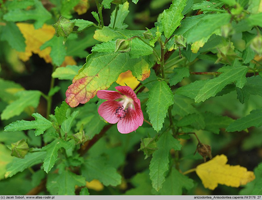 Anisodontea capensis