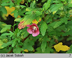 Anisodontea capensis