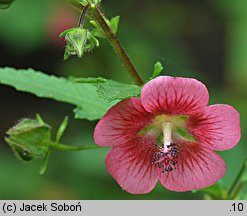 Anisodontea capensis