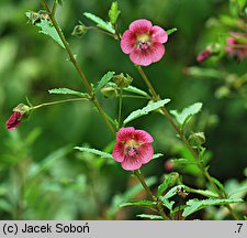 Anisodontea capensis