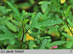 Anisodontea capensis