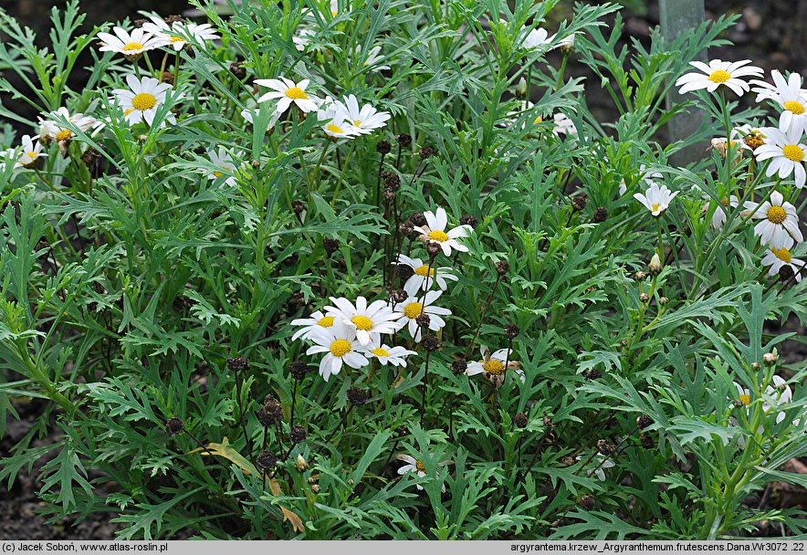 Argyranthemum frutescens Dana