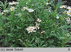 Argyranthemum frutescens (argyrantema krzewiasta)