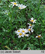 Argyranthemum frutescens (argyrantema krzewiasta)