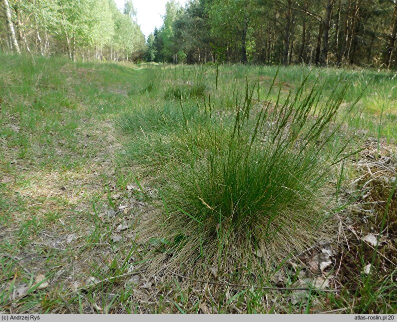 Festuca tenuifolia (kostrzewa nitkowata)