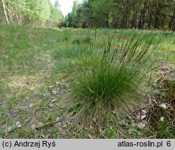 Festuca tenuifolia (kostrzewa nitkowata)