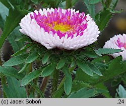 Callistephus chinensis (aster chiński)