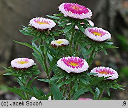 Callistephus chinensis (aster chiński)