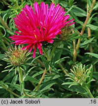 Symphyotrichum novae-angliae Alma Pötschke