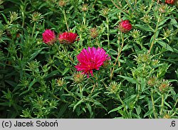 Symphyotrichum novae-angliae Alma Pötschke