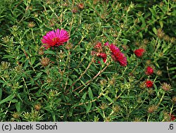 Symphyotrichum novae-angliae Alma Pötschke