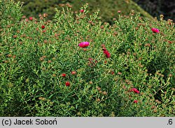 Symphyotrichum novae-angliae Alma Pötschke