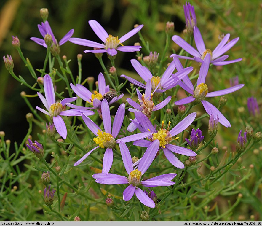 Aster sedifolius (aster wąskolistny)