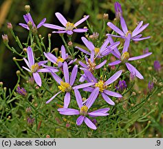 Aster sedifolius (aster wąskolistny)