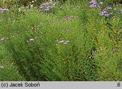 Aster sedifolius (aster wąskolistny)