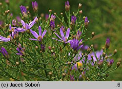 Aster sedifolius (aster wąskolistny)