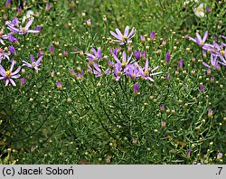 Aster sedifolius (aster wąskolistny)