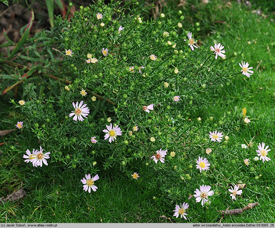 Symphyotrichum ericoides Esther