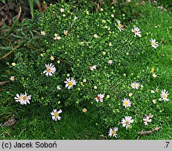 Symphyotrichum ericoides Esther