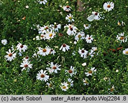 Symphyotrichum dumosum Apollo