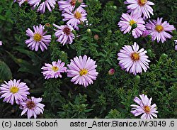 Symphyotrichum dumosum Blanice