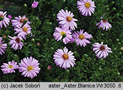 Symphyotrichum dumosum Blanice