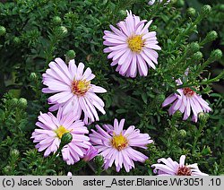 Symphyotrichum dumosum Blanice