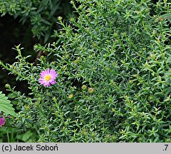 Symphyotrichum dumosum Herbstgruss vom Bresserhof