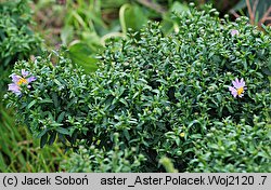 Symphyotrichum dumosum Palecek