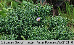 Symphyotrichum dumosum Palecek