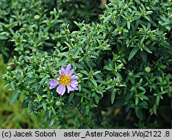 Symphyotrichum dumosum Palecek