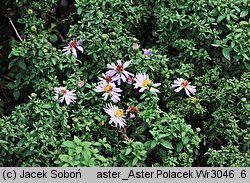 Symphyotrichum dumosum Palecek