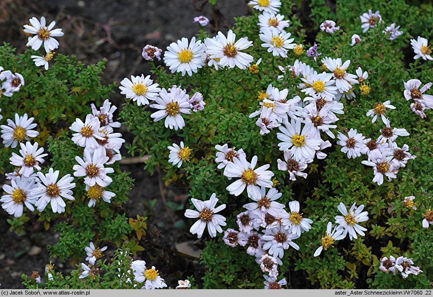 Symphyotrichum dumosum Schneezicklein