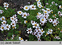 Symphyotrichum dumosum Schneezicklein