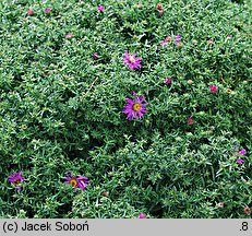 Symphyotrichum dumosum Starlight