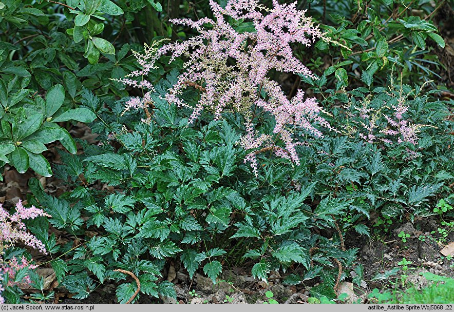 Astilbe ×rosea Sprite