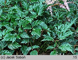 Astilbe ×arendsii Sprite