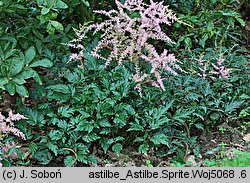 Astilbe ×rosea Sprite