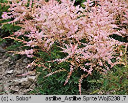 Astilbe ×rosea Sprite