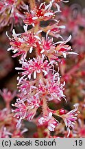 Astilbe ×rosea Sprite