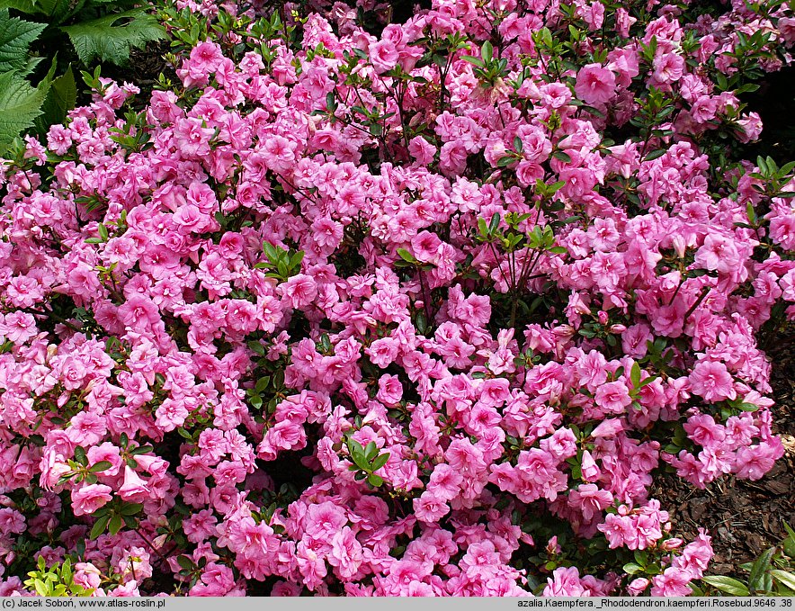 Rhododendron Rosebud